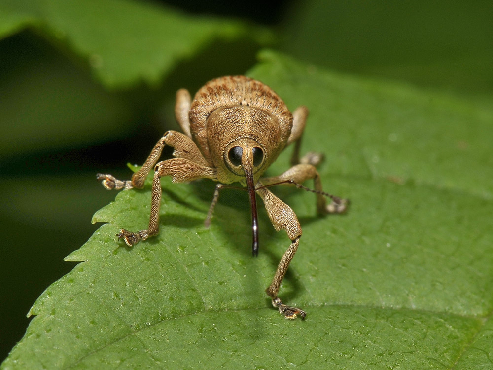 Curculio da identificare